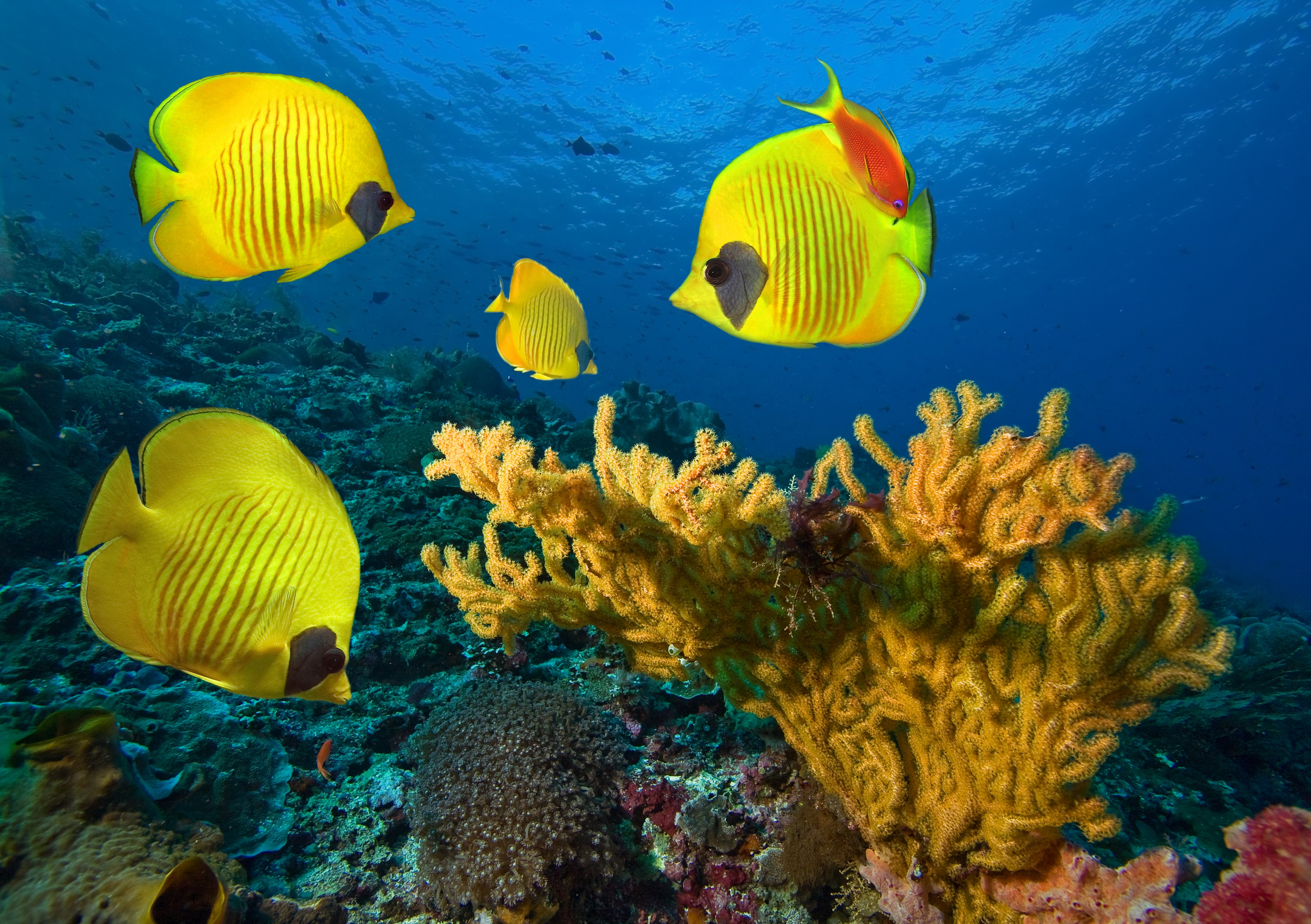 underwater, Fish, Fishes, Tropical, Ocean, Sea, Reef Wallpapers HD