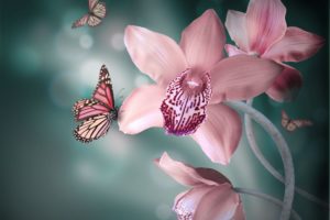 flora, Orchids, Butterflies
