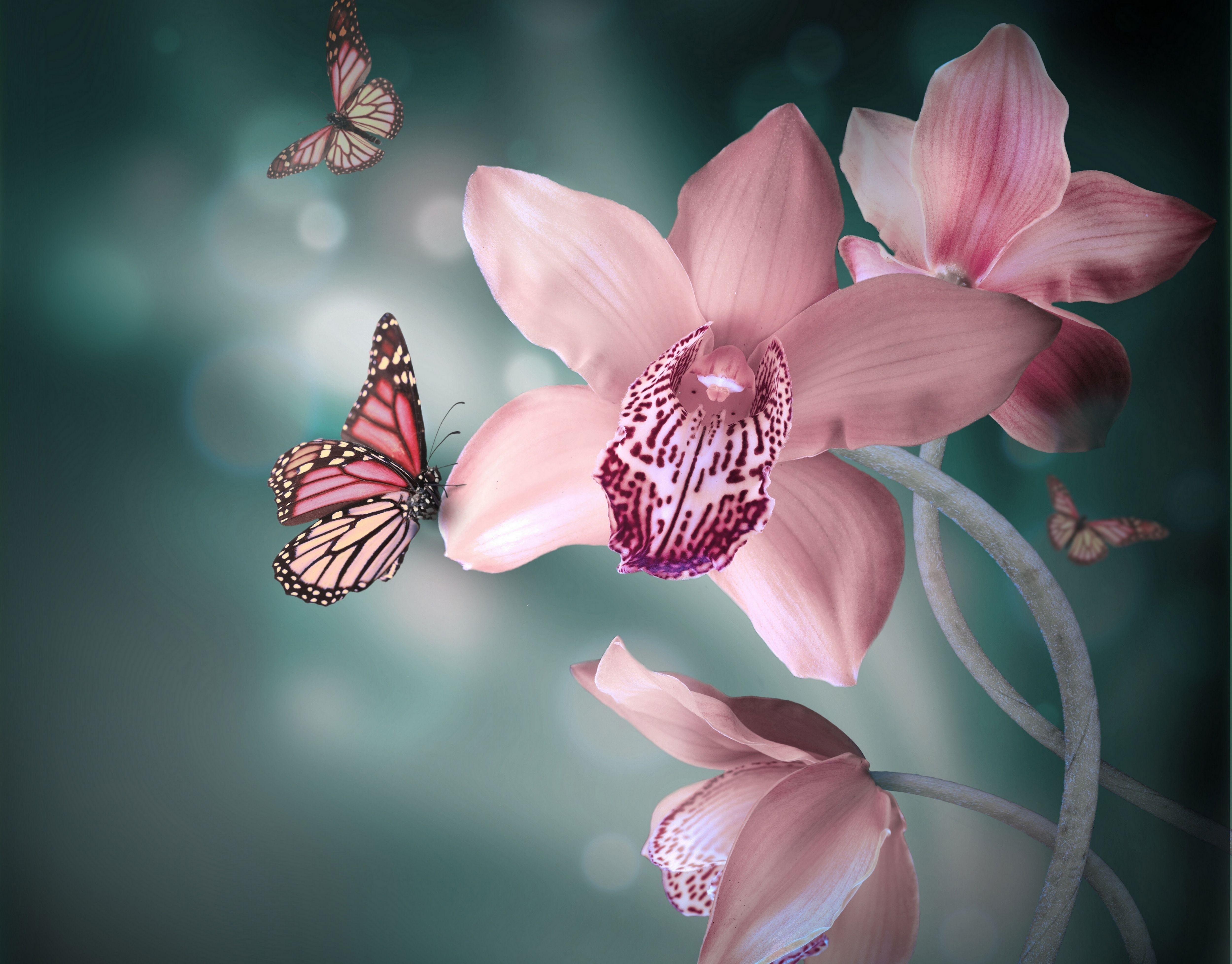 flora, Orchids, Butterflies Wallpaper