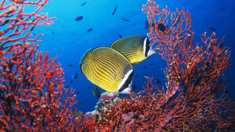 fish, Coral, Tropical, Fish, Natural HD Wallpaper Desktop Background