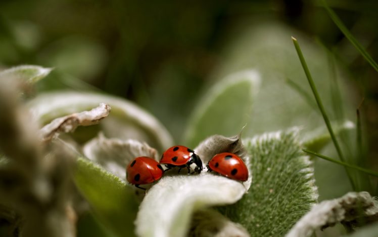 insects, Macro, Ladybirds HD Wallpaper Desktop Background