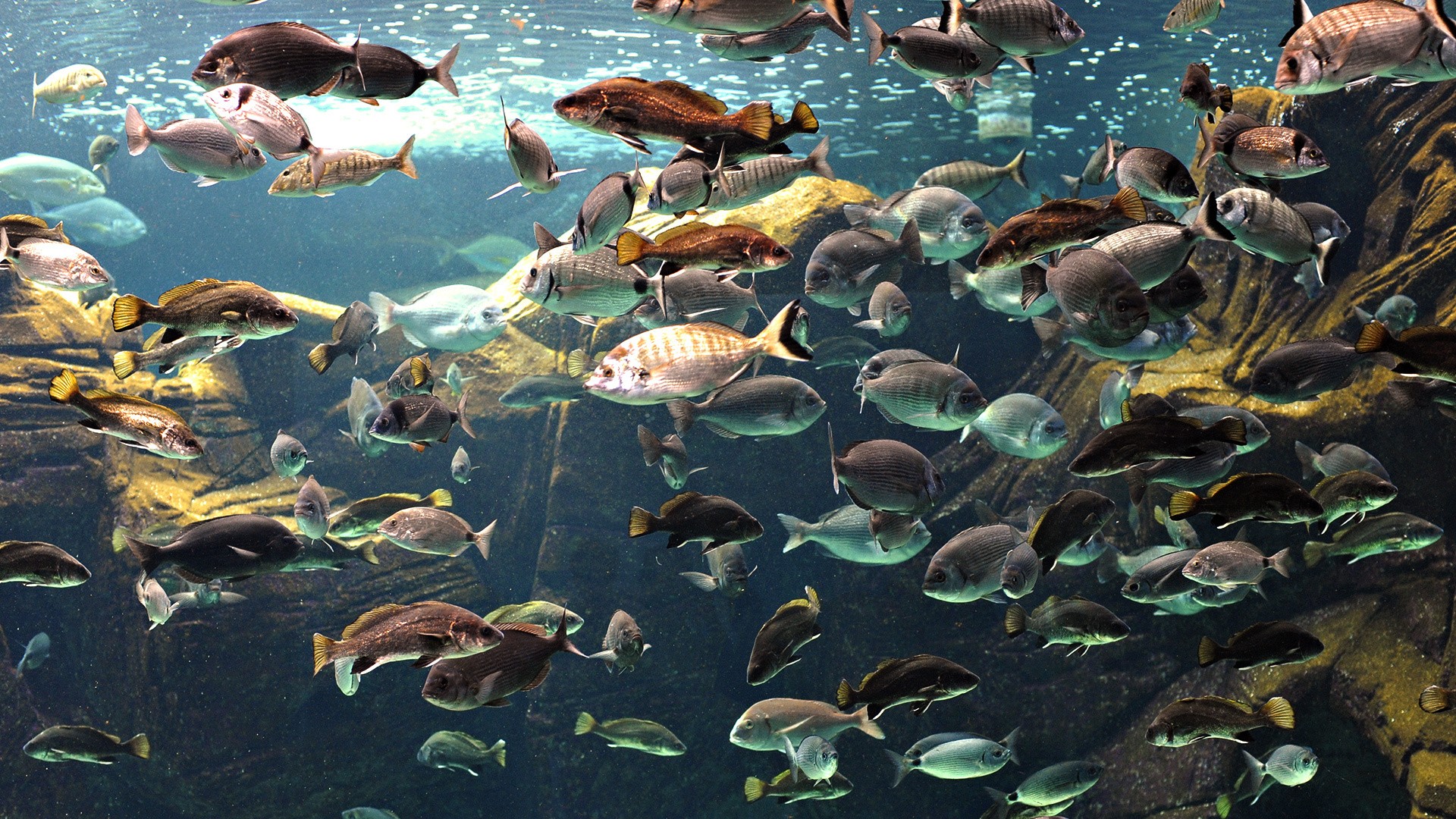 animals, Fish Wallpaper