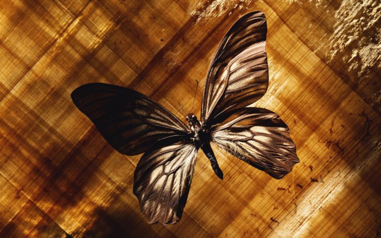 interesting, Nature, Butterfly HD Wallpaper Desktop Background