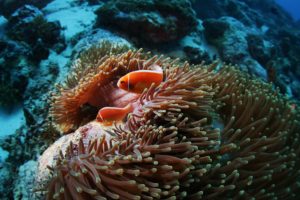 fish, Sea, Anemones, Underwater, Coral, Reef