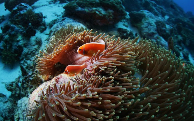 fish, Sea, Anemones, Underwater, Coral, Reef HD Wallpaper Desktop Background