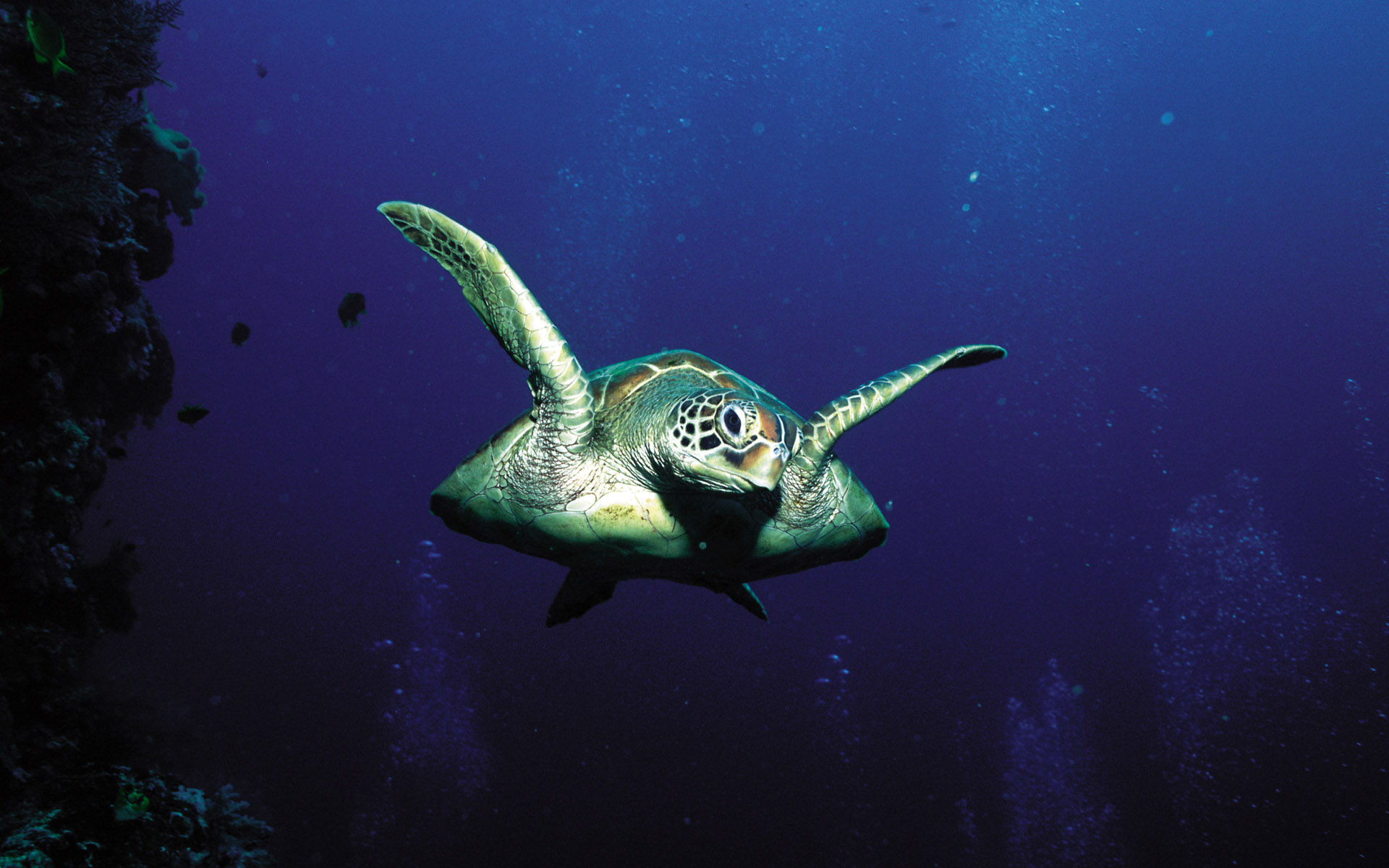 animals, Turtles, Underwater Wallpaper