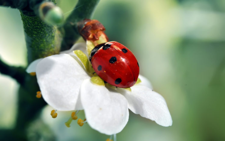 branch, Ladybug, Tree, Flower HD Wallpaper Desktop Background
