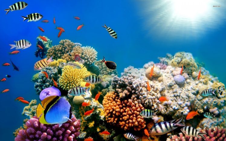 beautiful fish ocean HD Wallpaper Desktop Background