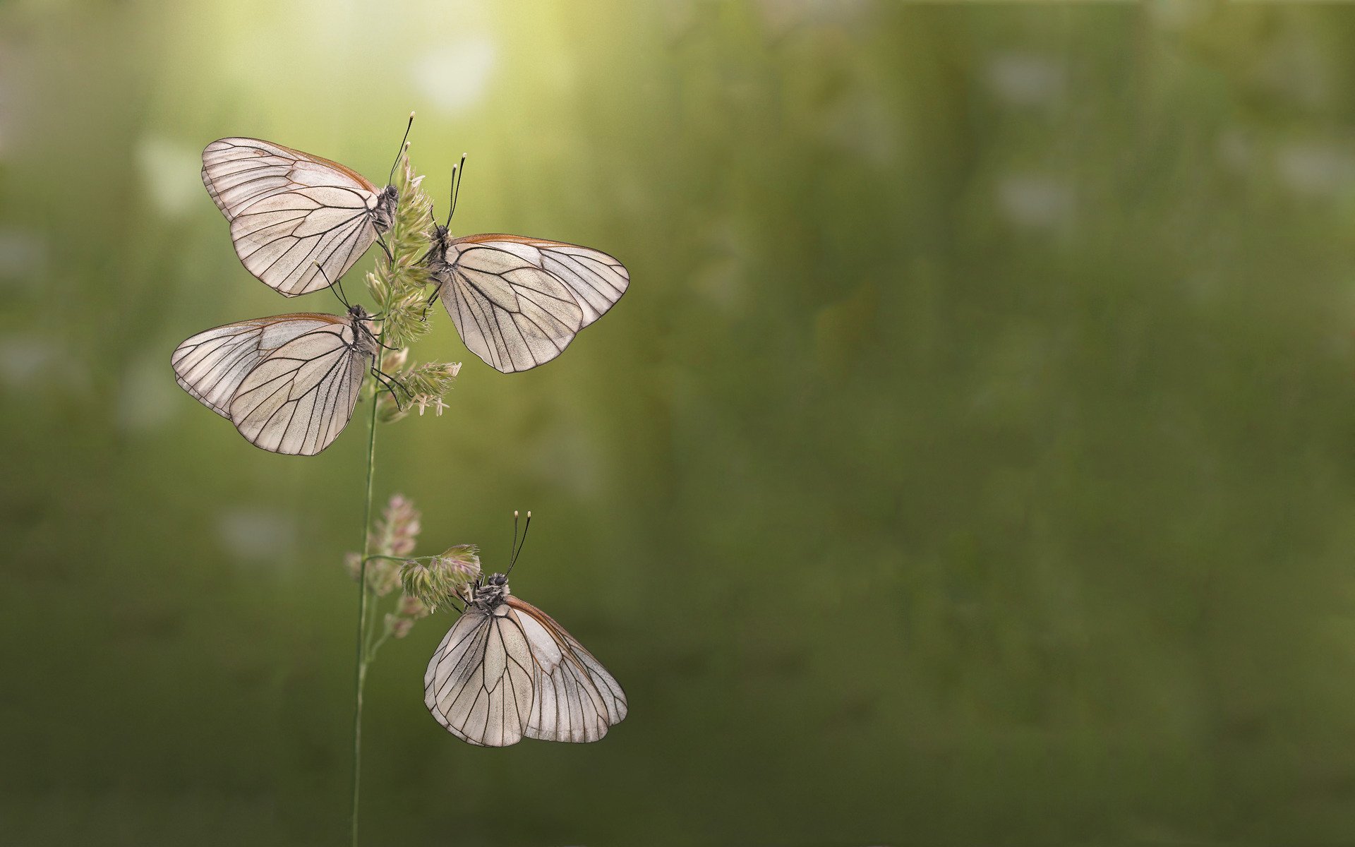 three, Beautiful, Butterfly Wallpaper
