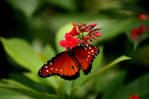 butterfly, Flower, Close up