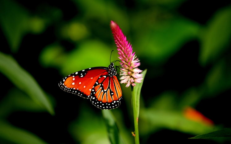 butterfly, Flower, Close up HD Wallpaper Desktop Background