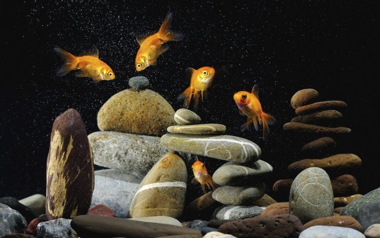underwater, World, Stones, Fishes HD Wallpaper Desktop Background