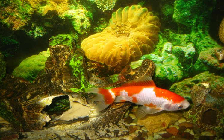 underwater, Goldfish HD Wallpaper Desktop Background