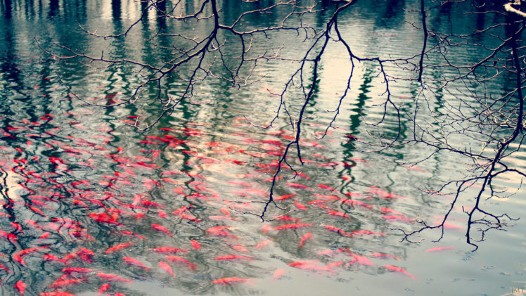 fish, Pond, Lakes HD Wallpaper Desktop Background