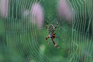 macro, Web, Nature, Spider, Drops
