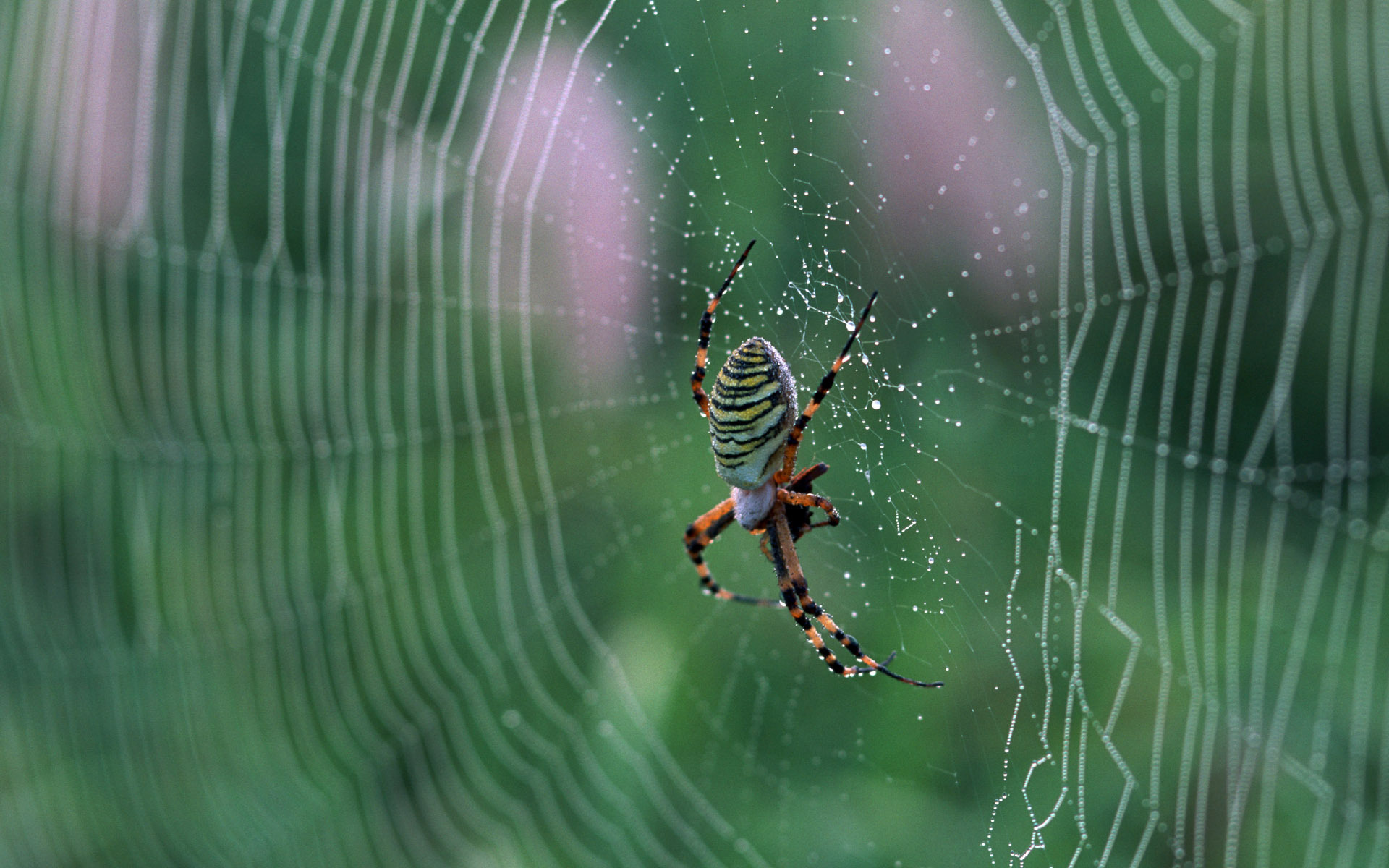 macro, Web, Nature, Spider, Drops Wallpaper