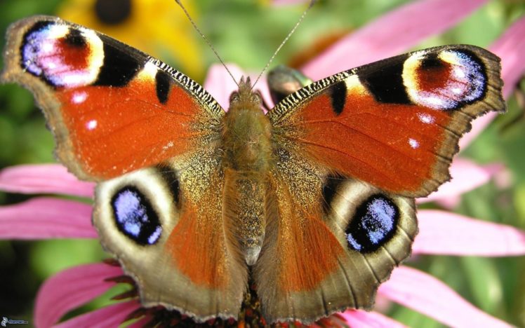 butterflies, Butterfly, Peacock HD Wallpaper Desktop Background