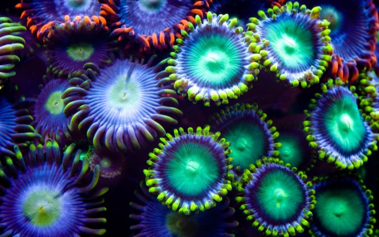 underwater, Plants, Colorful HD Wallpaper Desktop Background