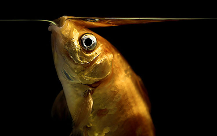 goldfish, Fishes, Underwater HD Wallpaper Desktop Background