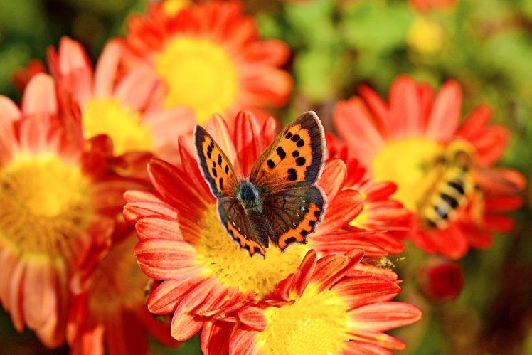 bokeh, Bee, Macro, Flower, Butterfly, Chrysanthemun HD Wallpaper Desktop Background