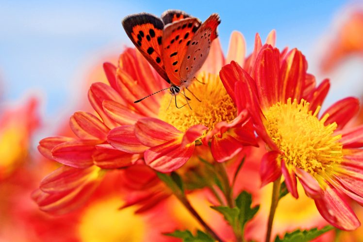 bokeh, Macro, Butterfly, Chrysanthemun HD Wallpaper Desktop Background