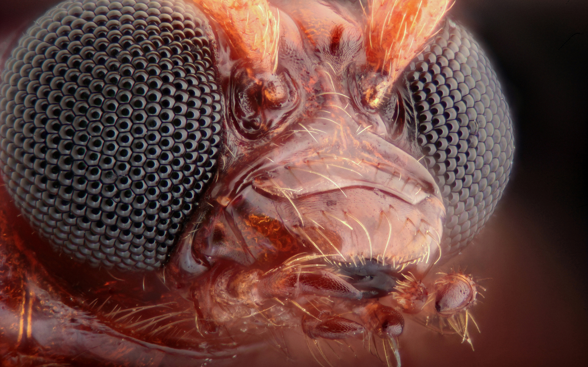 bug, Macro, Eyes Wallpaper