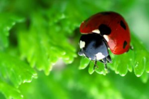 ladybug, Macro, Green