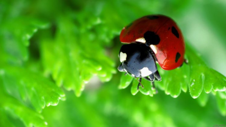 ladybug, Macro, Green HD Wallpaper Desktop Background