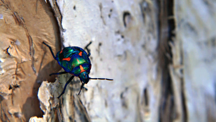 tree, Macro, Beetle, Insect, Bark HD Wallpaper Desktop Background