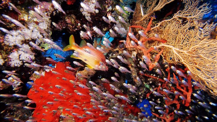 squirrelfish, Bushy red, Sponges HD Wallpaper Desktop Background