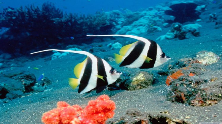 peces, Angel, Arrecife, Oceano HD Wallpaper Desktop Background