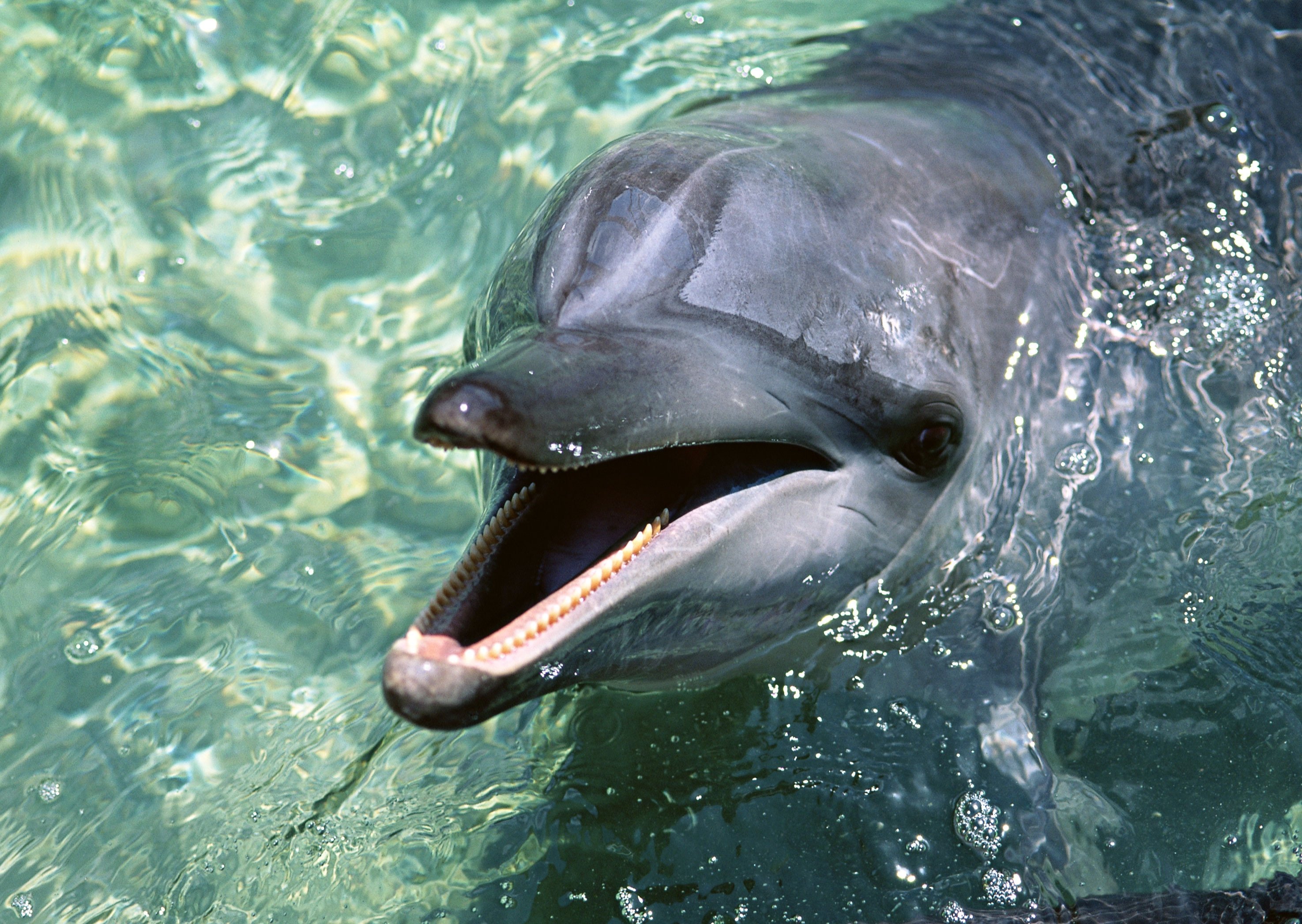 dolphin, Water, Face, Cute, Sleek, Playful Wallpaper