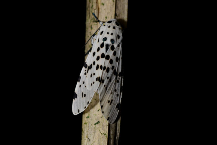 animals, Insects, Moth, Macro HD Wallpaper Desktop Background
