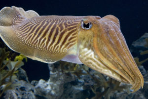 cuttlefish, Fish, Underwater, Ocean