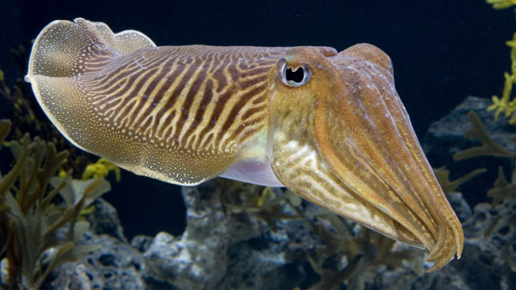 cuttlefish, Fish, Underwater, Ocean HD Wallpaper Desktop Background