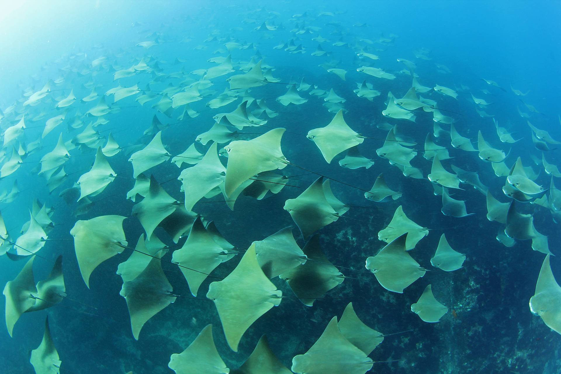 stingray, Underwater, Ocean, Blue