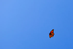 flying, Butterfly, Orange, Blue, Sky
