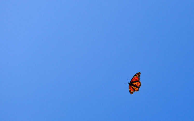 flying, Butterfly, Orange, Blue, Sky HD Wallpaper Desktop Background