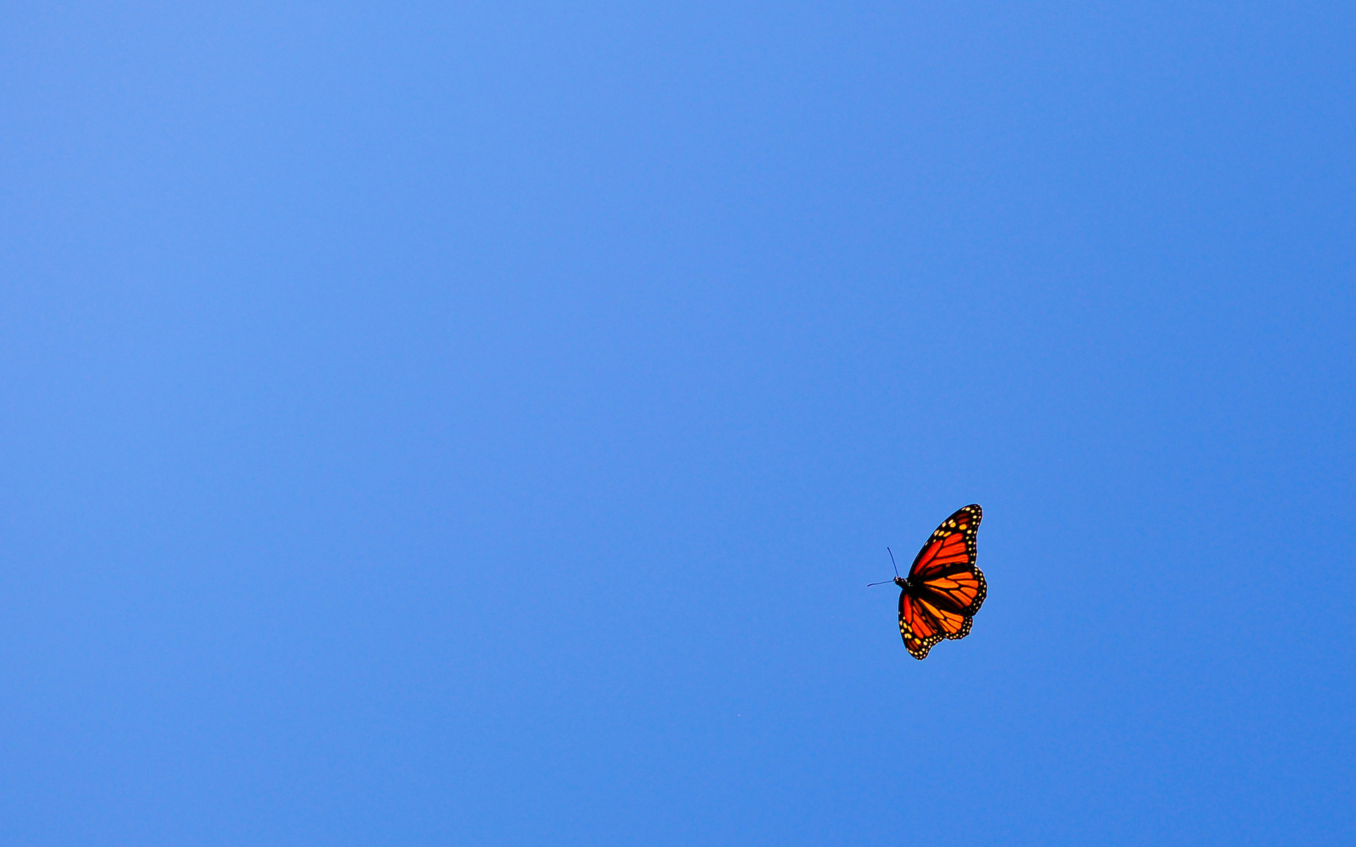 flying, Butterfly, Orange, Blue, Sky Wallpaper