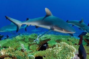 tiburones, Arrecife, Animales
