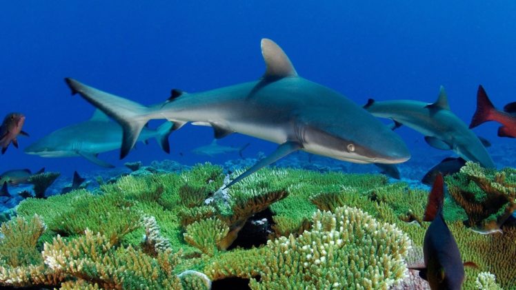 tiburones, Arrecife, Animales HD Wallpaper Desktop Background
