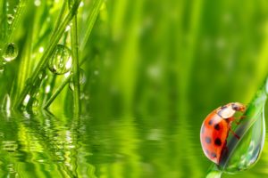 ladybug, Insect, Grass, Water, Dew, Morning, Drop