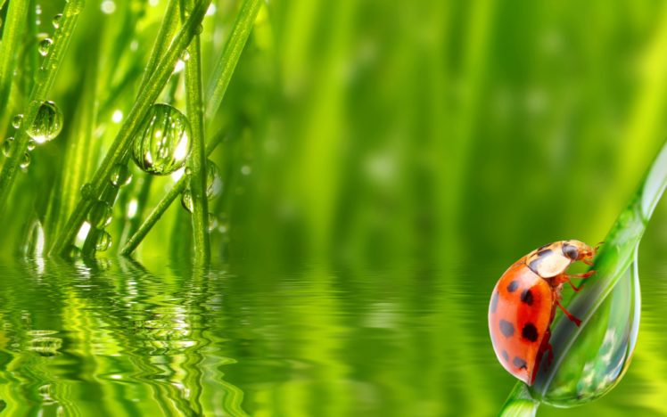 ladybug, Insect, Grass, Water, Dew, Morning, Drop HD Wallpaper Desktop Background