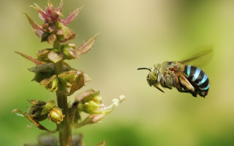 bee, Insect, Flower, Nature HD Wallpaper Desktop Background