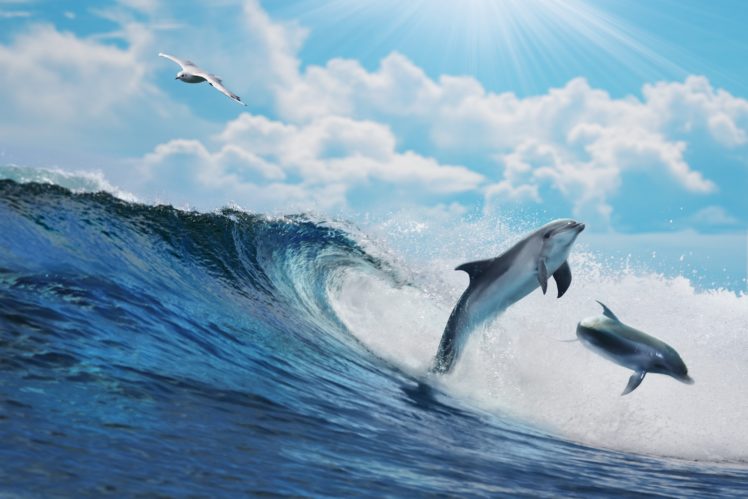 dolphin, Ocean, Sea, Wave HD Wallpaper Desktop Background