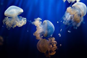 jellyfish, Underwter, Ocean, Sea