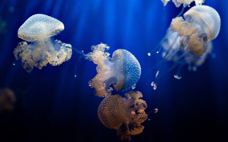 jellyfish, Underwter, Ocean, Sea HD Wallpaper Desktop Background