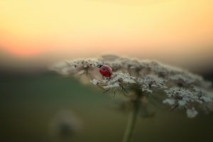ladybug, Flower