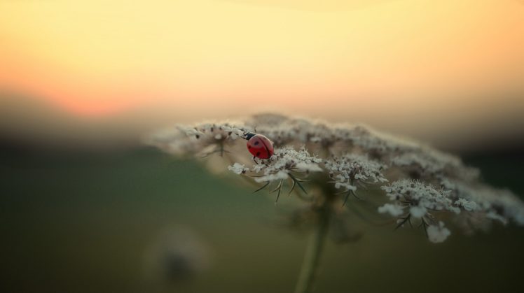 ladybug, Flower HD Wallpaper Desktop Background