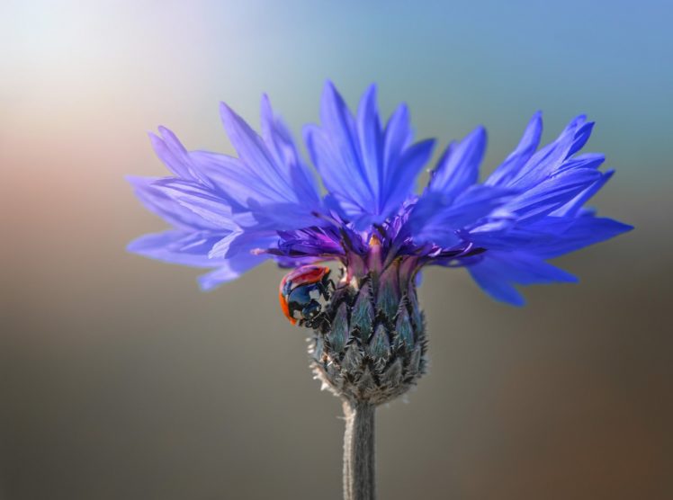 ladybug, Flower HD Wallpaper Desktop Background